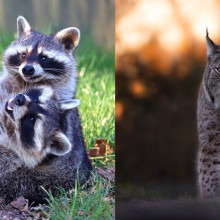 Cele mai spectaculoase poze cu animale din 2025. Vezi câștigătorii competiției foto BIAZA!