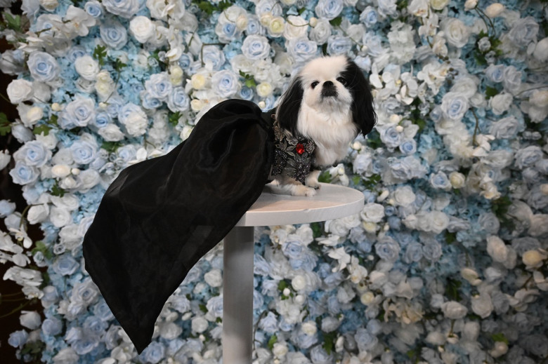 'The Pet Gala' benefiting the AKC Museum of the Dog, New York, USA - 19 May 2025