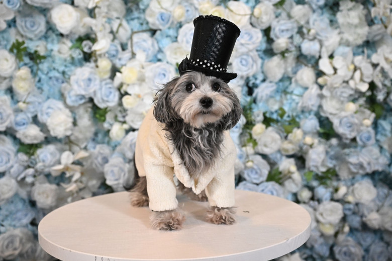'The Pet Gala' benefiting the AKC Museum of the Dog, New York, USA - 19 May 2025