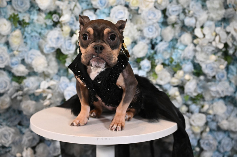 'The Pet Gala' benefiting the AKC Museum of the Dog, New York, USA - 19 May 2025