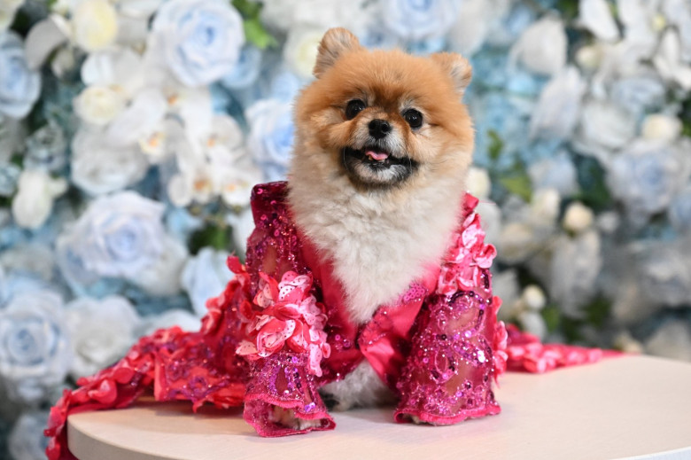 'The Pet Gala' benefiting the AKC Museum of the Dog, New York, USA - 19 May 2025