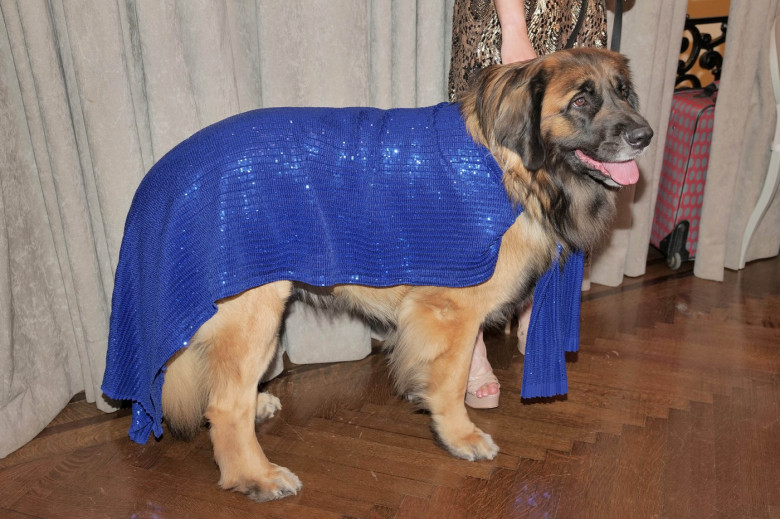 Pet Gala 2025
