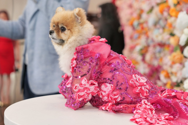 Pet Gala 2025