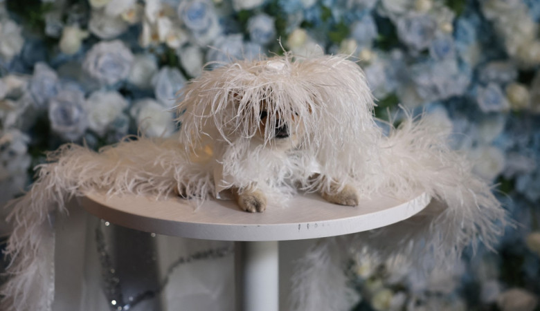 pet-gala (12)