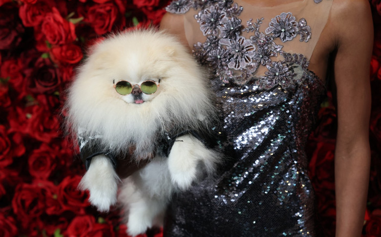 pet-gala (13)