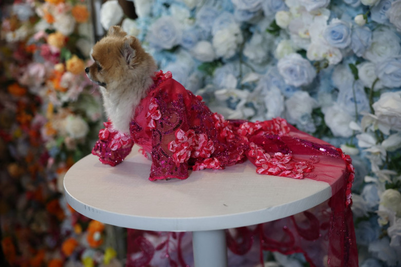 pet-gala (14)