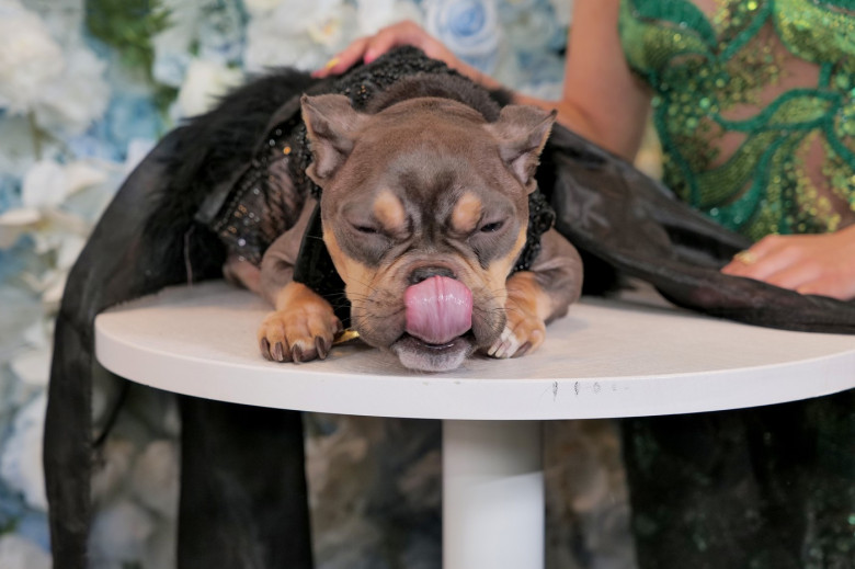 Pet Gala 2025