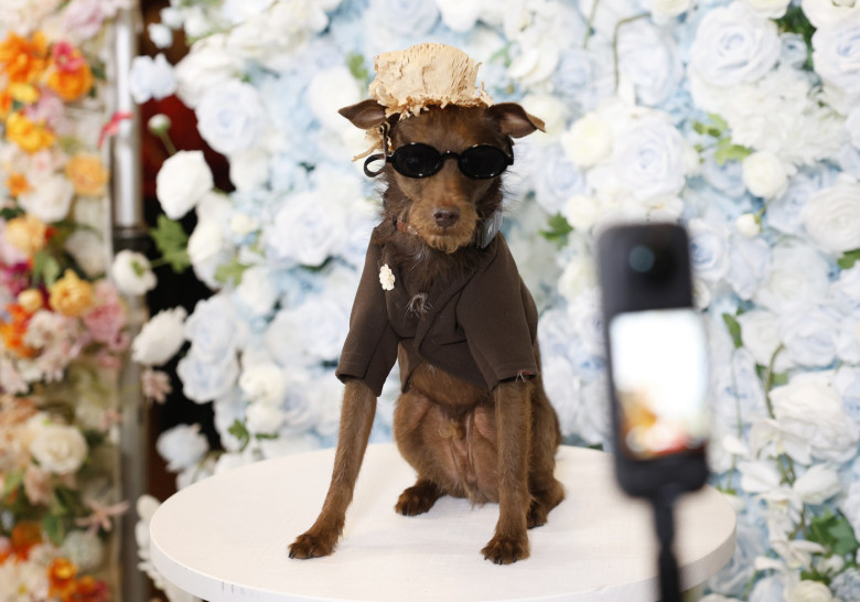 "The Pet Gala" by Anthony Rubio in New York