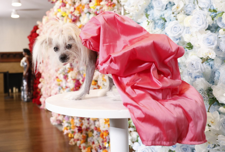 "The Pet Gala" by Anthony Rubio in New York