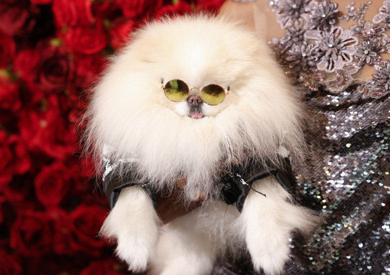 "The Pet Gala" by Anthony Rubio in New York
