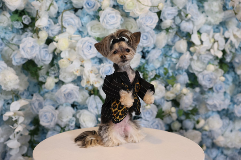 pet-gala (23)
