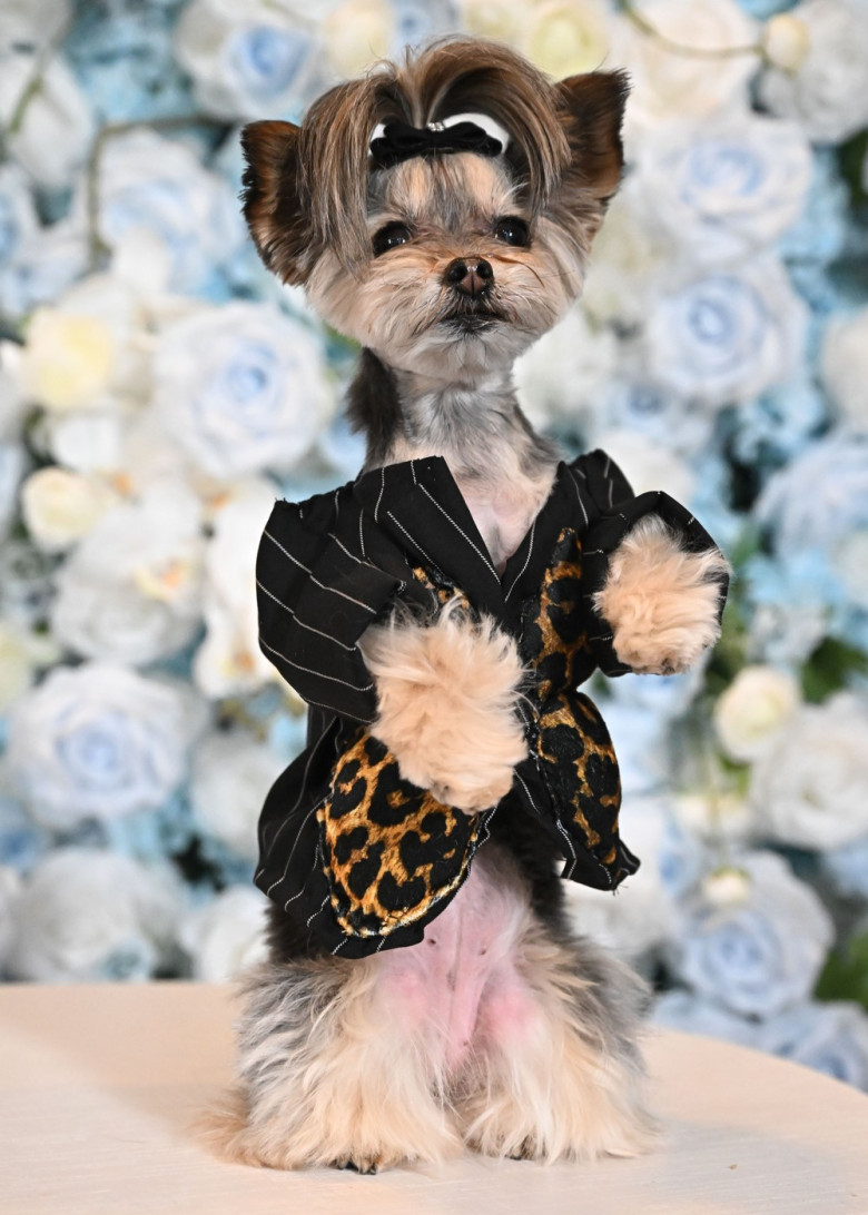 'The Pet Gala' benefiting the AKC Museum of the Dog, New York, USA - 19 May 2025