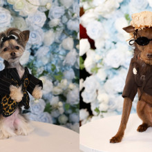 Pet Gala 2025. Câini îmbrăcați în replici ale ținutelor de la Met Gala au defilat la New York