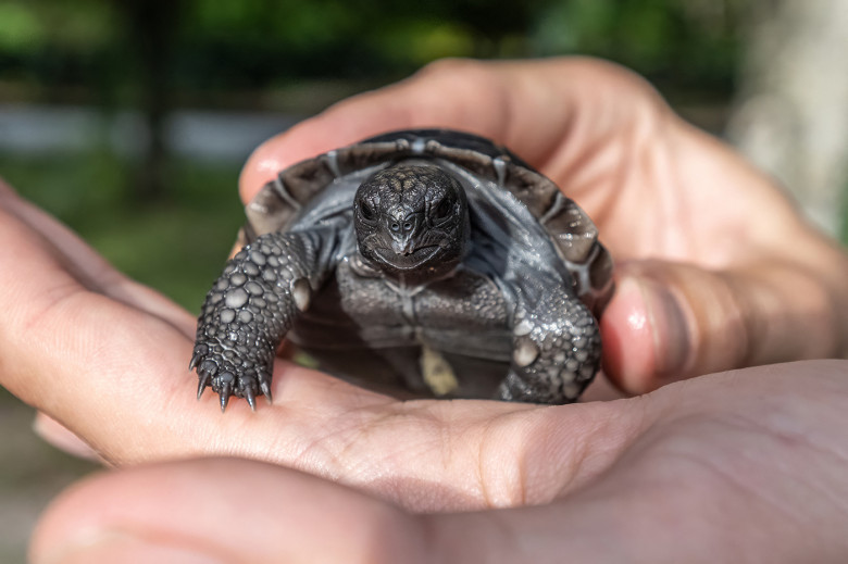 EXCLUSIVE: Tortoise who waited 135 years to become a dad finally welcomes his first baby just in time for Father's Day