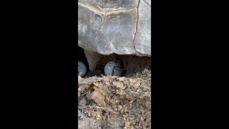 EXCLUSIVE: Tortoise who waited 135 years to become a dad finally welcomes his first baby just in time for Father's Day