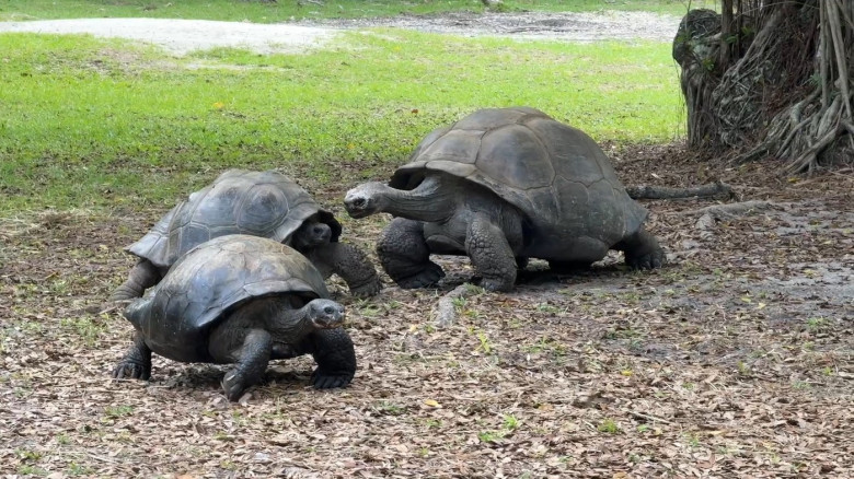 VIDEO: Tortoise who waited 135 years to become a dad finally welcomes his first baby just in time for Father's Day