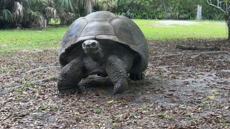 VIDEO: Tortoise who waited 135 years to become a dad finally welcomes his first baby just in time for Father's Day