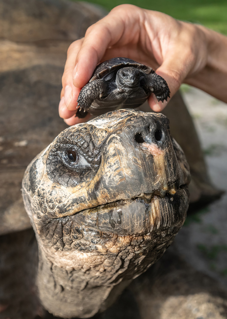 VIDEO: Tortoise who waited 135 years to become a dad finally welcomes his first baby just in time for Father's Day