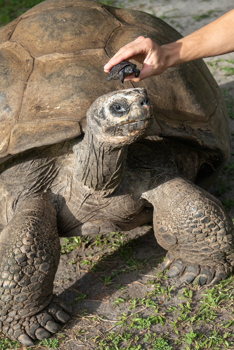 VIDEO: Tortoise who waited 135 years to become a dad finally welcomes his first baby just in time for Father's Day