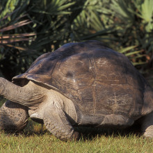 Goliath, țestoasa de 135 de ani, a devenit tată pentru prima oară: miracolul de la Zoo Miami