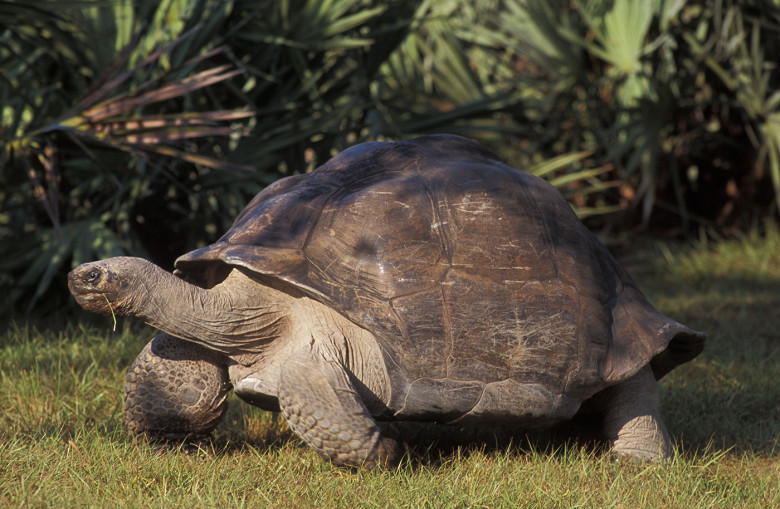 VIDEO: Tortoise who waited 135 years to become a dad finally welcomes his first baby just in time for Father's Day