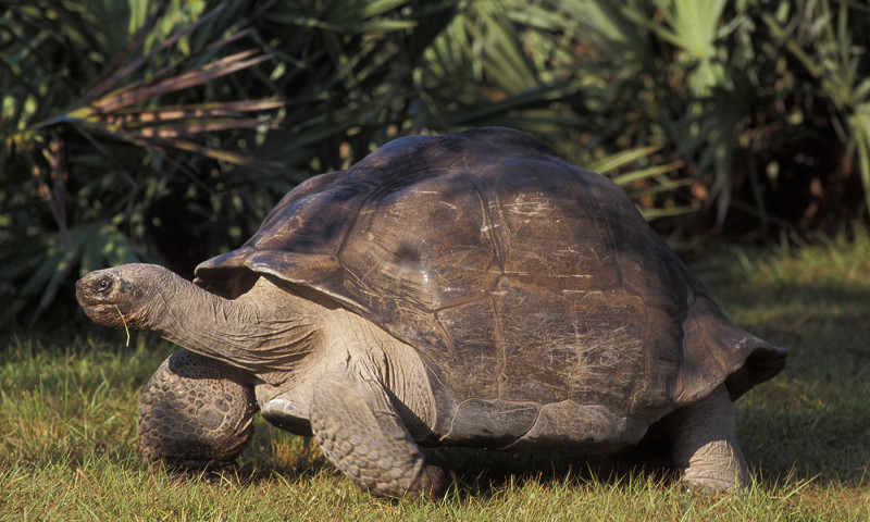 VIDEO: Tortoise who waited 135 years to become a dad finally welcomes his first baby just in time for Father's Day