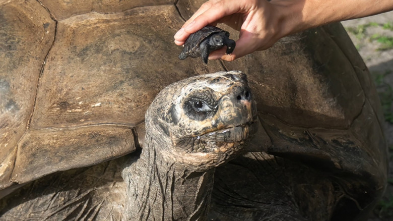 VIDEO: Tortoise who waited 135 years to become a dad finally welcomes his first baby just in time for Father's Day