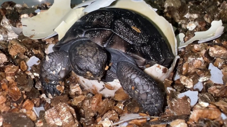 VIDEO: Tortoise who waited 135 years to become a dad finally welcomes his first baby just in time for Father's Day