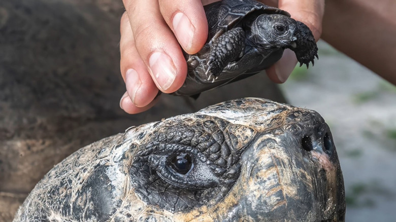 VIDEO: Tortoise who waited 135 years to become a dad finally welcomes his first baby just in time for Father's Day