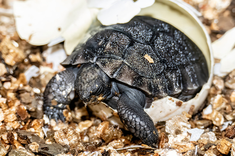 VIDEO: Tortoise who waited 135 years to become a dad finally welcomes his first baby just in time for Father's Day