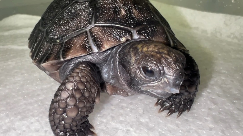 VIDEO: Tortoise who waited 135 years to become a dad finally welcomes his first baby just in time for Father's Day