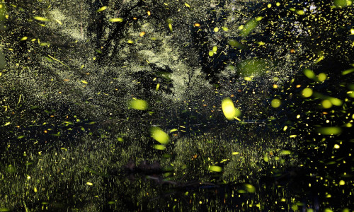 Firefly Art