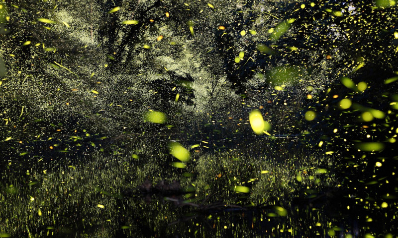Firefly Art