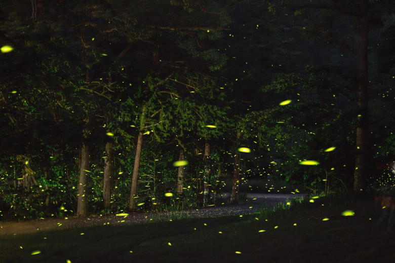 Firefly Art