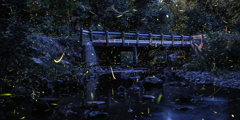 Firefly Art