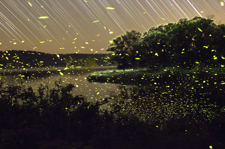 Firefly Art