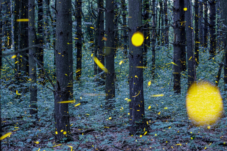 Firefly Art