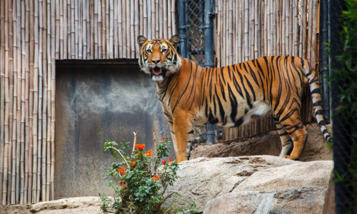 A Beautiful large Bengal Tiger big cat in San Diego Zoo, San Diego, California, United States