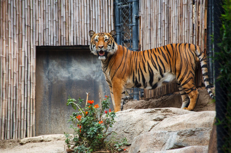 A Beautiful large Bengal Tiger big cat in San Diego Zoo, San Diego, California, United States
