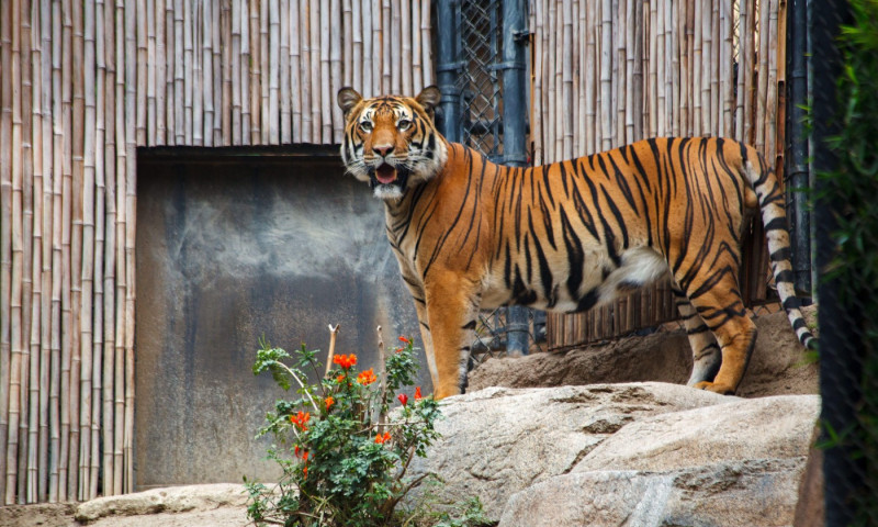 A Beautiful large Bengal Tiger big cat in San Diego Zoo, San Diego, California, United States