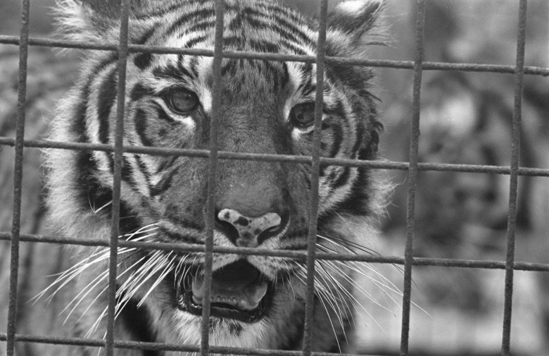Lion Garden in Arnhem Date: April 1, 1968 Location: Arnhem Keywords: zoos Person Name: Tigers