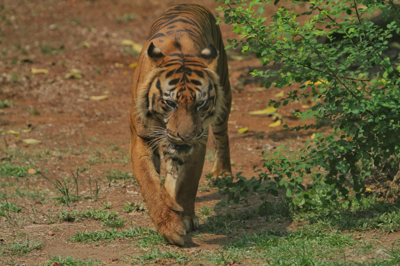 A Sumatran tiger wanders around in the bush watching the surroundings