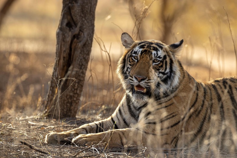 Bengal tiger, in Ranthambore National Park