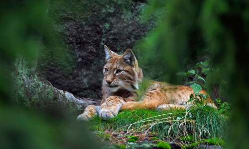 Eurasian lynx (Lynx lynx) resting in forest, Sweden