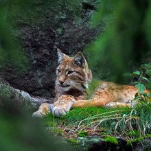 O gradina zoologica din Danemarca cere publicului animale de companie nedorite pentru a hrani prădătorii