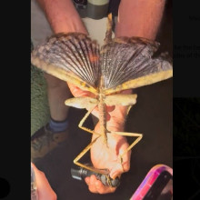 O insectă uriașă a fost descoperită în Australia. Cercetătorii spun că ar putea fi un record pentru dimensiuni