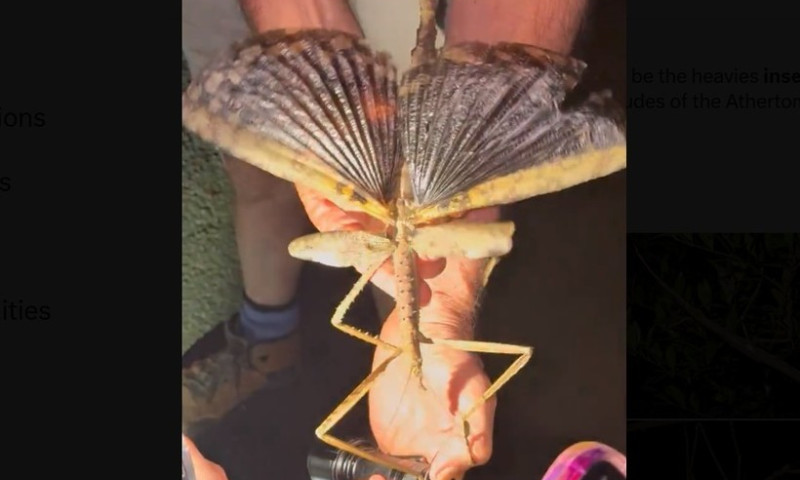 Acrophylla-insecta-uriasa