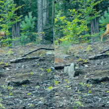 (VIDEO) Râs surprins în Parcul Naţional Semenic Cheile Caraşului. Imagini rare cu prădătorul solitar
