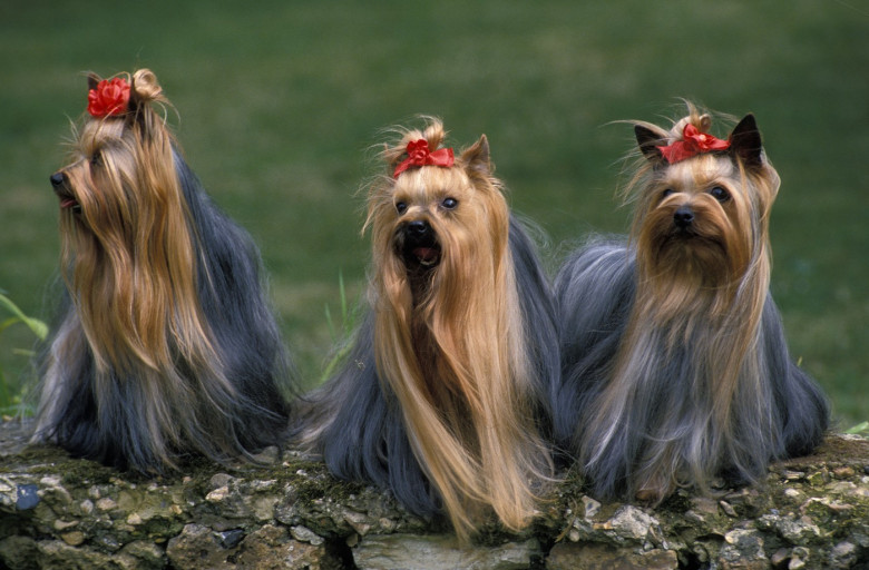 Dogs