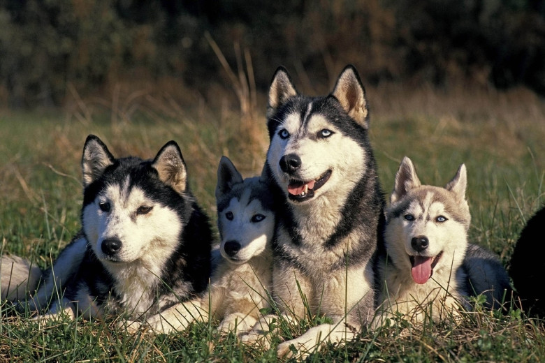 Dogs